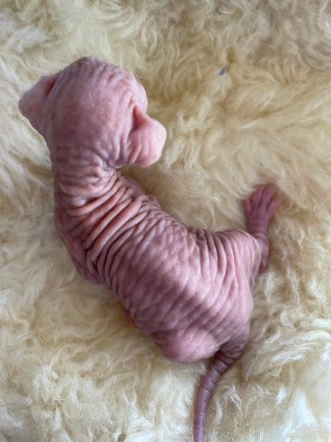 Barebeauties Sphynx kitten