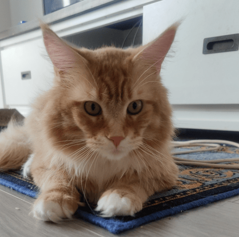 MainePaws Maine Coons