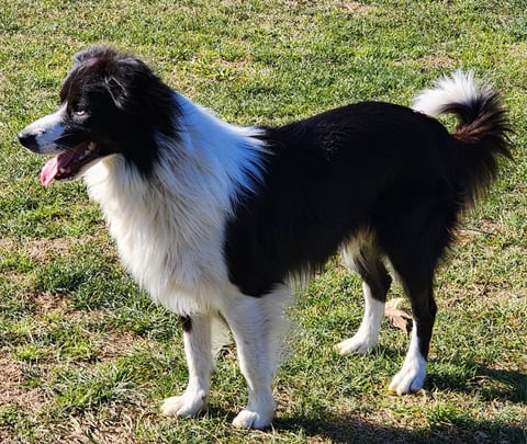 Hudson grandson of Logan