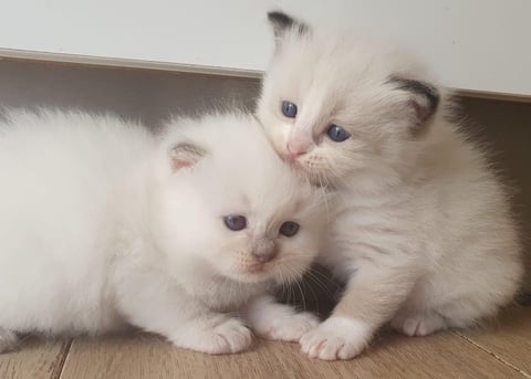 Toshies Ragdoll kittens