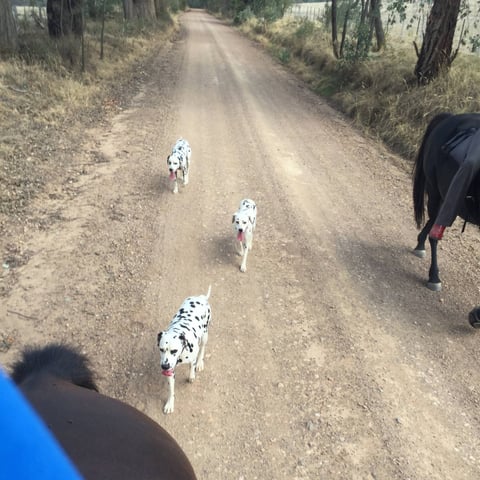 Our dallies riding with horses