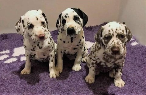 Our Rock'n'Roll Litter - Edelevlek Dalmatians