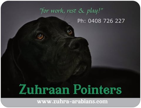 Zuhraan English Pointer dogs