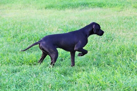 Zuhraan English Pointer 