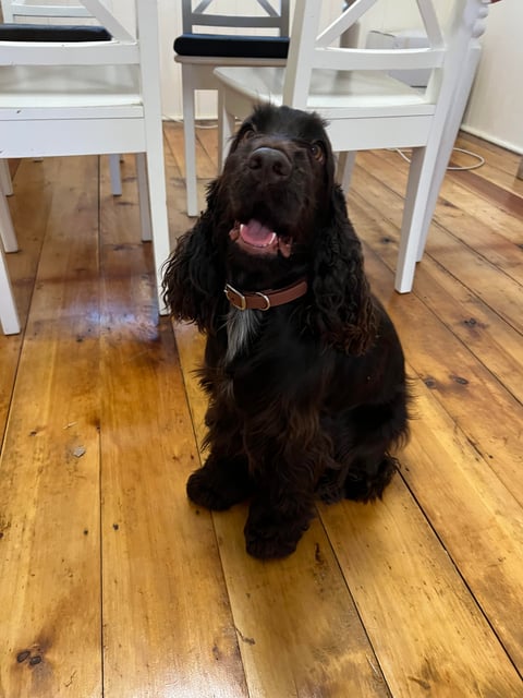 Cariadwalnut Cocker Spaniels