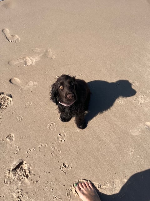 Cariadwalnut Cocker Spaniels