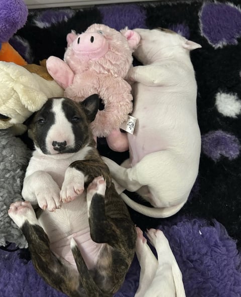 Boroughbulls Bull Terrier Pups