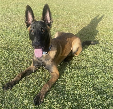 Tyr Malinois Australia