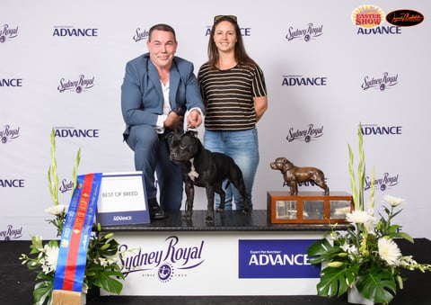 Best of breed Sydney Royal - Tiamostaff