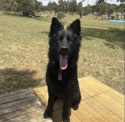 AdolphaBlack Kennels - Keira 