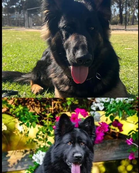 Bravo Litter - Karma & Axel 