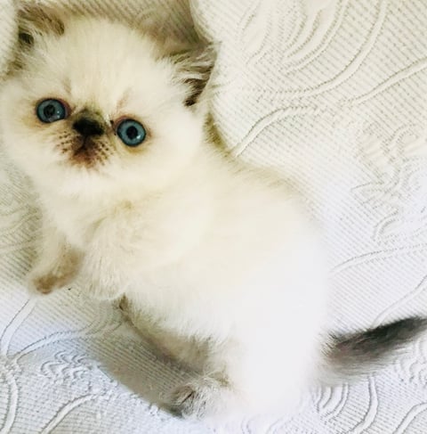 Napoleon kitten 