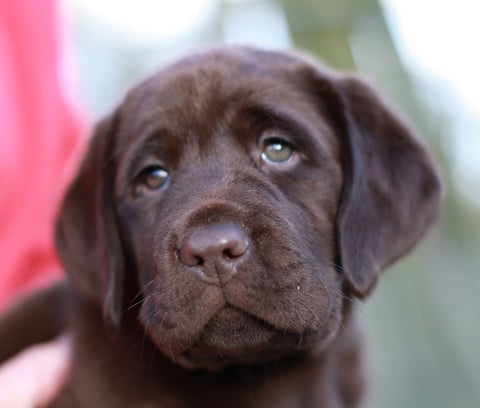 Chocolate Labrador Puppies