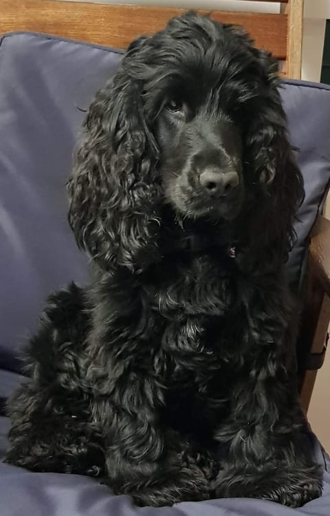 Maggie May - Maggoldie Cocker Spaniels 