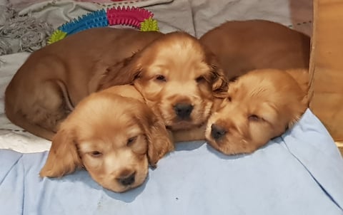 Maggoldie Cocker Spaniel Pups 