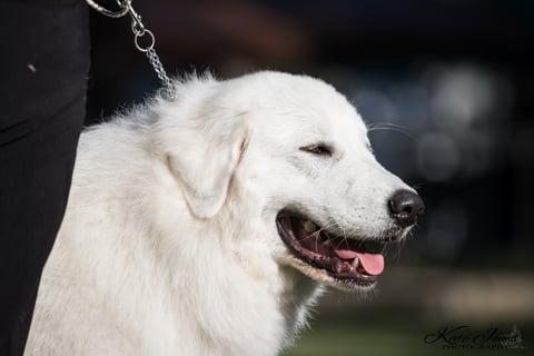 Scintilli Maremma Sheepdogs