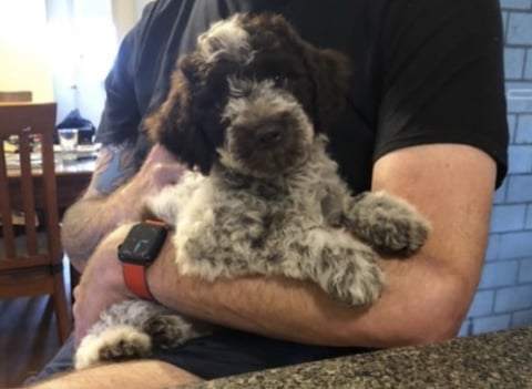 BuonoDolce Lagotto Romagnolo Puppy