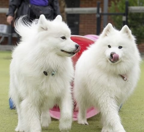 Taymyr Samoyeds