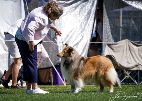 Ch Barcoo Bravo Zulu - Tyronelea Collies