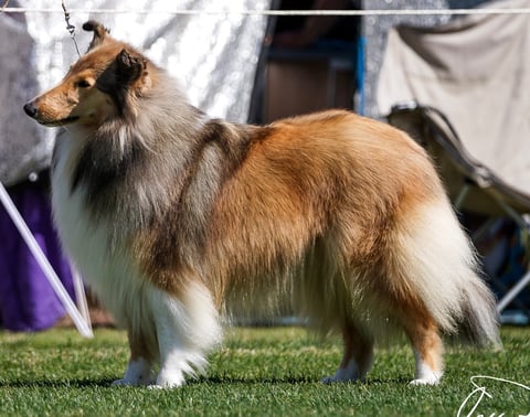 Ch Barcoo Bravo Zulu - Tyronelea Collies