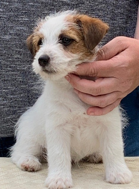 Rhaegal Jack Russell Terriers