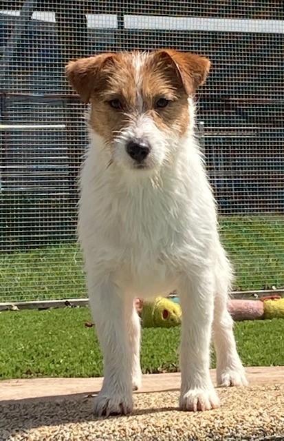 Rhaegal Jack Russell Terriers