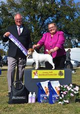 Rhaegal Jack Russell Terriers