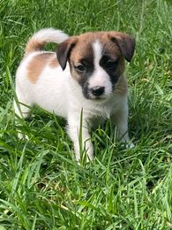 Rhaegal Jack Russell Terriers