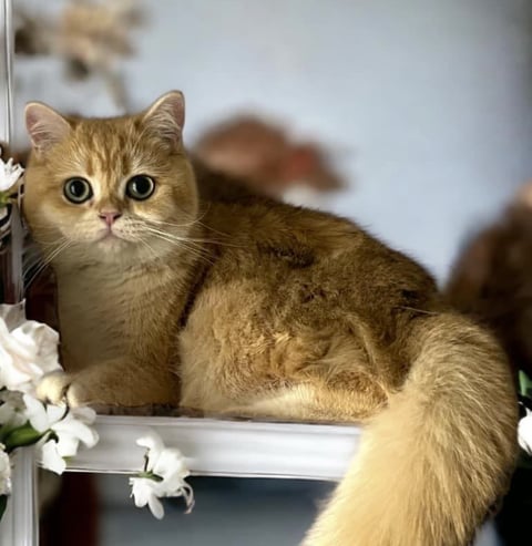 PrettyBritz British Shorthairs