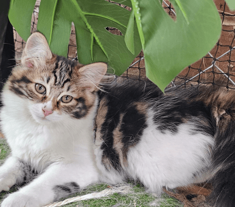 ToriBeanz Siberian Cats