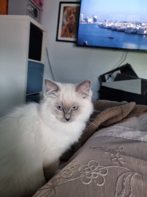 Pedigree blue mit ragdoll needing home