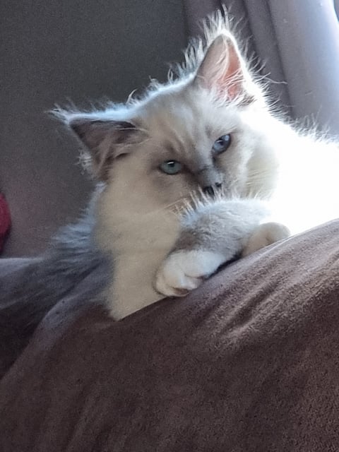 Pedigree blue mit ragdoll needing home