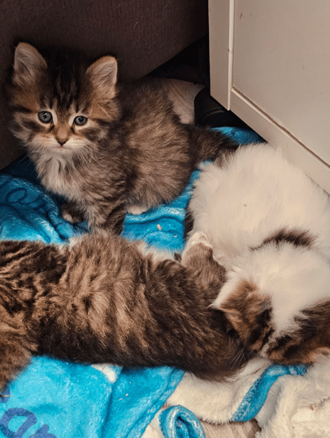 ToriBeanz Siberian Kittens