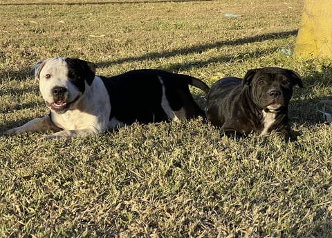 SANHEAVEN Staffordshire Bull Terriers