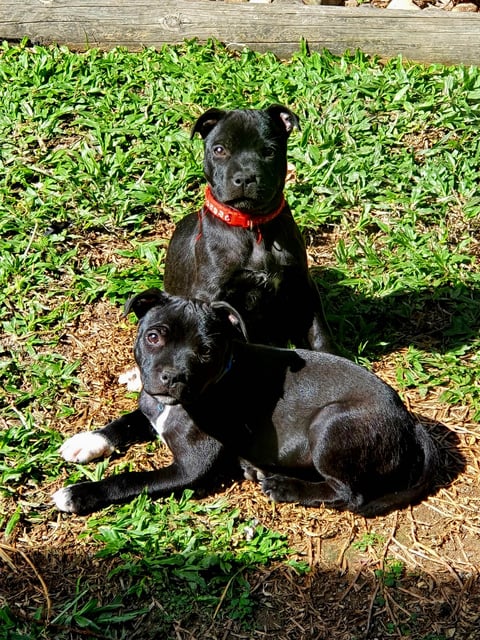 Rose & Holly - Devilzown Staffords