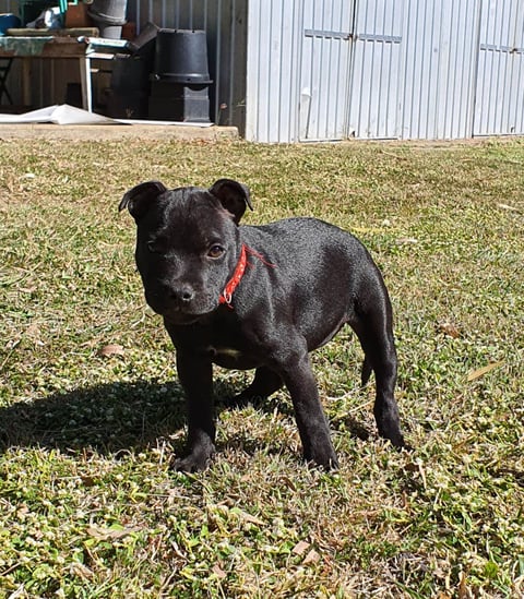 Rose 10 weeks - Devilzown Staffords