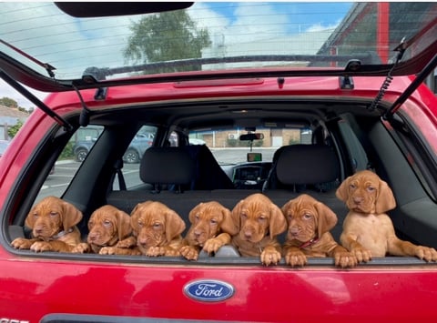 ATSIDAS VIZSLA PUPS