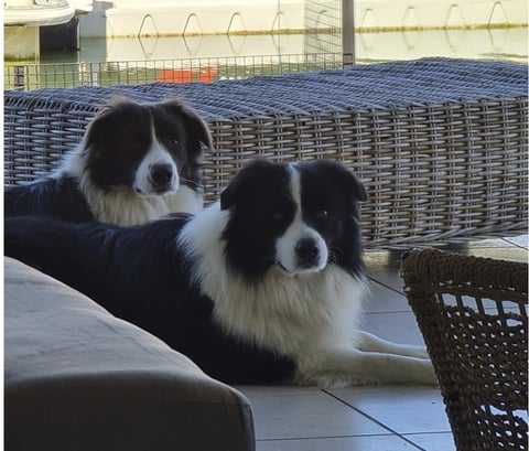 Skoot and Pippa - Clanpipskoot Border Collies