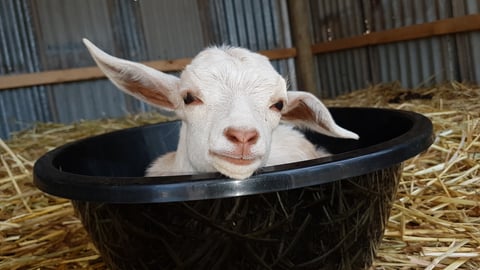 Fairytale Farm Miniature Goats