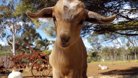 Fairytale Farm Miniature Goats