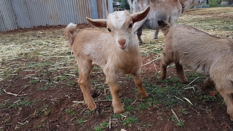 Fairytale Farm Miniature Goats