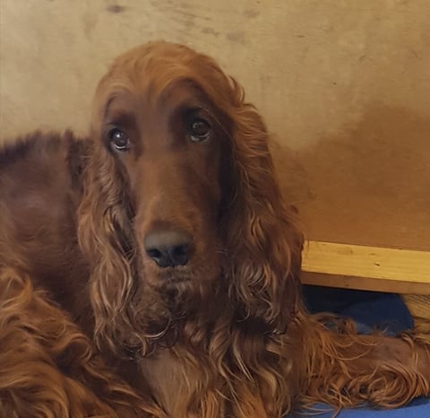 Molly - Aednat Irish Setters