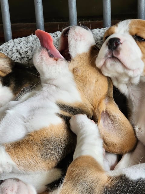 Langrigg Beagles