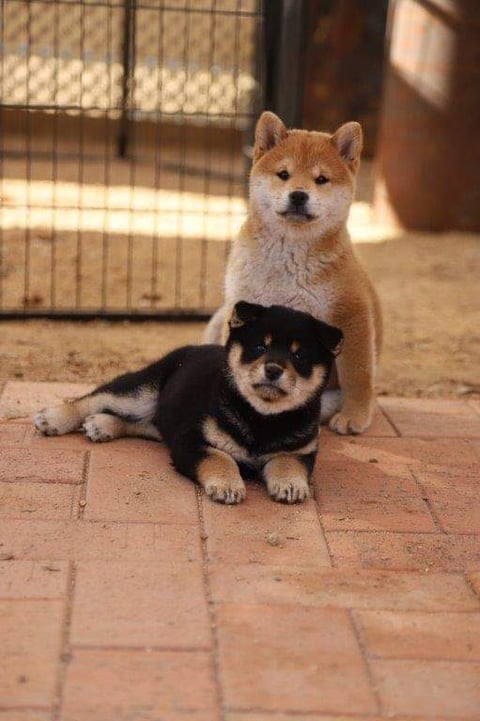 Whitty & Stells - Kortmar Shiba Inu 