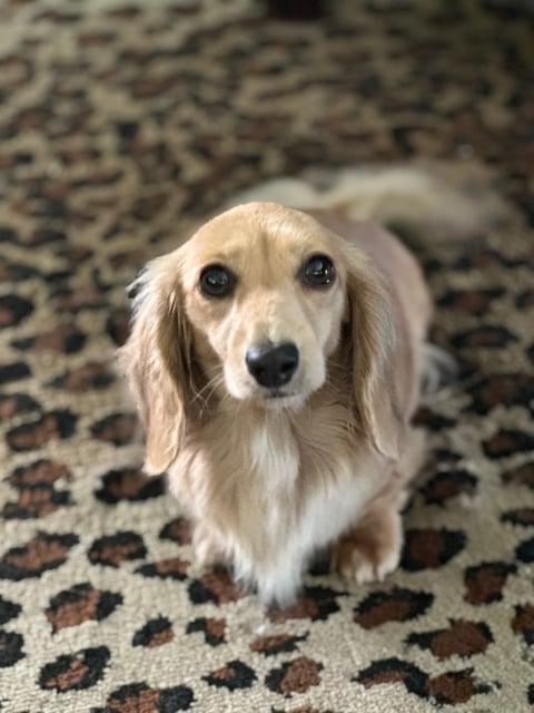 Zuridachs Mini Longhair Dachshunds