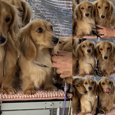 Zuridachs Mini Longhair Dachshunds