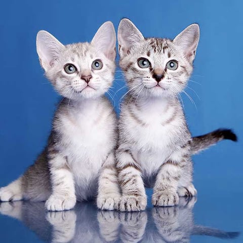 Australian Mist Kittens