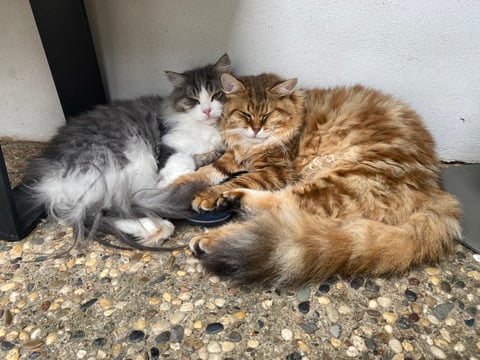 Best Friends