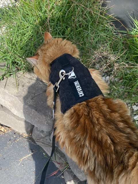 Harness Training 