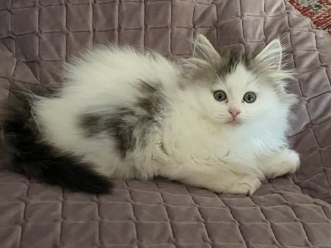 Zoomie Siberians 